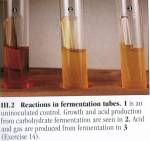 reaction in fermentation tubes