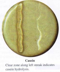 casein hydrolysis