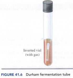 durham fermenation tube with gas produced 