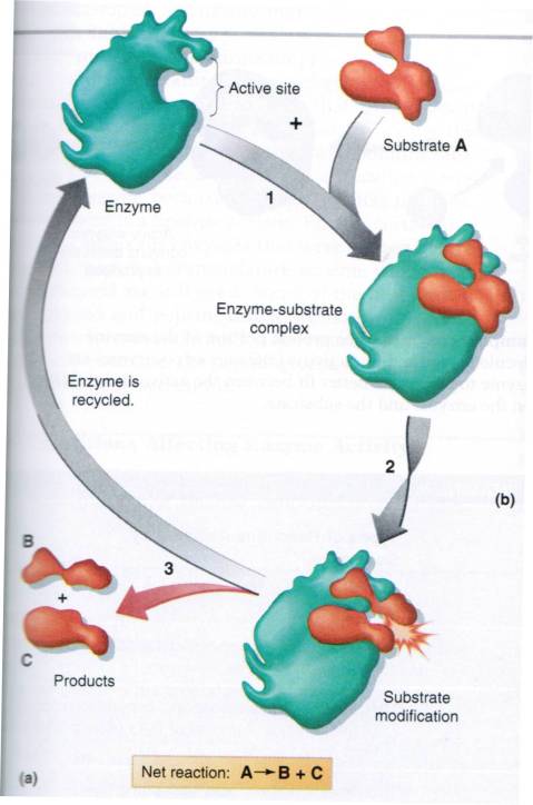 enzyme-substratesite