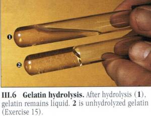gelatin hydrolysis