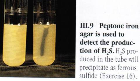 hydrogen sulphide prod
