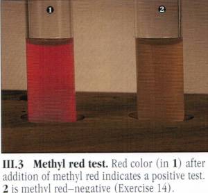 Methyl red test