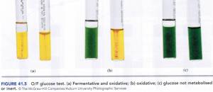 OF test(yellow-acid, green-no acid)